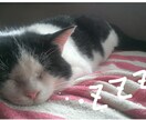 カレンダーやパンフレットに使います 可愛い兄弟猫ちゃん達。仲良し兄弟！ イメージ1