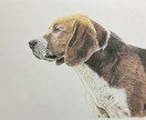 写真をもとにペットの似顔絵を描きます ペット、人物など色鉛筆でA3サイズに描きます。 イメージ6