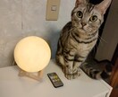 愛しい目が語るワンちゃんネコちゃんの気持ち教えます チワワのあんちゃんマンチカンのめるちゃんアメショーのるみの父 イメージ4