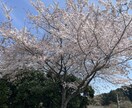 お話お聞きます 愚痴、お悩みお聞かせください。手放しましょ。 イメージ2