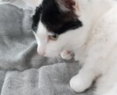相談を受ける仕事で7年弱、悩みに一緒に向き合います 嘘をつかない、自分がおすすめできないことを相手に進めない。 イメージ1