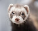 大切なペットちゃんに♡愛を込めてヒーリング致します あなたのペットちゃんを癒し、心身のバランスを整えます✨ イメージ9