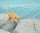 猫島撮影！出張撮影してきます 全国を旅する猫カメラマン あなたへ笑顔をお届けします。 イメージ5