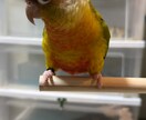 哺乳類・爬虫類・鳥類・両生類・奇蟲飼育相談乗ります 自宅で飼育している生体の飼育方法等相談乗ります イメージ10