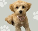 Canvaで編集できる!犬の名刺作成します 犬友さんとの交流やお散歩会におすすめ イメージ2