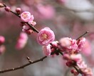 編集なしの物を提供します 自然の力だけで編集一切致しておりません。 イメージ2