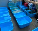 ペットショップ店員がメダカの飼育お答えします 飼育の相談お気軽に！病気の相談も可 イメージ1