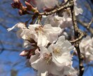 1分からOK！気分変調性障害当事者が寄り添います 症状/うつ病との違い/双極性障害との違い/悩み/不安 イメージ6
