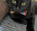黒猫と一緒に、あなたの話を聞きます 黒猫と一緒に、あなたの話をまるっと受け止めます！ イメージ2
