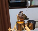 アキクサインコのブリーダーを紹介します インコ飼育経験がある方推奨!! イメージ2