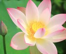 葬儀についてお悩みの方のご不安を解消致します どんな事でもお答えします。東京エリアでの対応になります。 イメージ1