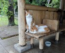 この恋どうなるにゃ？にゃんこ写真を添えて占います 気になる恋の未来を猫と一緒にタロットで占います イメージ4