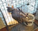 自作の雑誌「我が家の黒猫」を販売します うちの猫ライトとルナの写真集です イメージ1