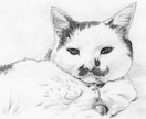 ペット・動物似顔絵お描きします 可愛いペット・動物を鉛筆／色鉛筆でスケッチ風、写実系似顔絵に イメージ4