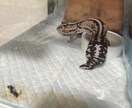 爬虫類愛、語りたい方。ひたすら聞きます 可愛がっているうちの子自慢でも大歓迎です。 イメージ5