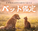 ペット・霊視鑑定｜丁寧に霊視し、お届けします ペット様が抱えている想い・気配・相性を知りたい方へ。 イメージ1
