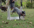 愛犬のしつけにお困りの方！アドバイスを致します 認定資格有り、100頭以上の犬をしつけ、改善をしました イメージ2
