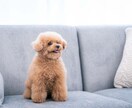 あなたの大切なペットちゃんの気持ちを伝えます 亡くなったペットちゃんの場合、約一ヶ月以内なら繋がれます。 イメージ1