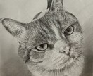 犬・猫を鉛筆画でリアルな似顔絵を描きます お気に入りの画像を絵にして飾ってみませんか‼️ イメージ5