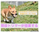 ワンちゃんにオススメのカットスタイル提案します 骨格や毛質に合ったカットスタイル、オーダーの仕方提案します イメージ1
