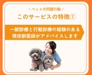 行動専門獣医師が猫の"困った行動"を解決します ★出品記念の為、初回5名まで最低価格でお受けします★ イメージ6