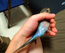 アキクサインコのブリーダーを紹介します インコ飼育経験がある方推奨!! イメージ3
