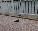 同じバセドウ病の方へ❀辛さやお悩みお聴き致します 回数無制限♥24時間チャットであなたと繋がります(^^♪ イメージ10