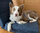 室内犬専門♥ワンチャンのストレスを解消します ♥お家の中で一緒に生活する室内犬ならではのお悩みを解決します イメージ5