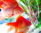 金魚の育て方、メンテナンス方法など教えます 初心者向け　金魚の育て方　メンテナンス方法など教えます イメージ1