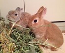 うさぎさんの飼い方アドバイスします うさぎ専門シッターがあなたの大切なうさぎさんのお悩み解決！ イメージ2