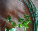 自宅で緑を楽しむ方法を、植物大好きマンが教えます 10年以上の知識・経験で植物の育て方・楽しみ方をサポート！ イメージ3