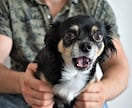 ブログで使える犬のフリー画像50枚を集めます 様々なシチュエーションに対応!!可笑しい!可愛い!!犬の画像 イメージ3