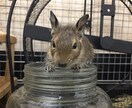 ペットについて「分からない事」アドバイスします 動物について分からない事、知りたい事がある方へ イメージ1