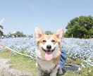 ペット撮影いたします ワンちゃんをメインにその他種類のペットもご相談下さい イメージ2