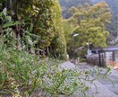 くさばな遊びのバリエーション増やします 〜道端のくさばなとのふれあおう〜 イメージ1