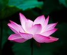 お坊さんが四柱推命で今年の運気をゆるっと占います 心と環境を整えて、今年こそ、開運しましょう！ イメージ10