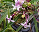 セッコク・風蘭のお悩み解決のお手伝いいたします 植物がもっと好きになる、育てるワクワクもお届けします イメージ1