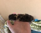 犬猫のお手入れの仕方、相対にのります 実務経験27年ベテラントリマーが相対にのります。 イメージ1