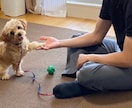 オンラインで犬のトレーニングを行います しつけ・トレーニングのアドバイス可能！　30分3000円 イメージ1