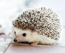 毎日がワクワクする♪40代から始める趣味提案します 一緒に楽しい趣味を始めませんか? イメージ3