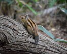 自然写真、野生動物の写真などを提供できます 自然や動物の写真に特化した素材提供 イメージ10