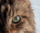 愛犬・愛猫のホンネ翻訳します 「禅タロット」ひと言メッセージもお伝えいたします イメージ3
