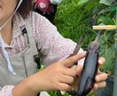 ナチュラル派野菜作りのお悩み相談にのります 10数年、有機・自然栽培で野菜作りをしてきた経験をお話します イメージ2