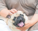犬【SNS掲載OK】わんちゃんのお写真撮影します 何気ない毎日を、かけがえのないキヲクに。 イメージ4