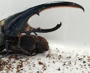 ヘラクレスオオカブトのブリードで稼げます ヘラクレスオオカブトを育てて楽しくブリードしながら販売。 イメージ3