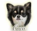 愛犬(チワワちゃん専門)の似顔絵描きます 記念日に我が子の絵を作ってみませんか？ イメージ1