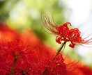 貴方の恋愛相談承ります 素敵な恋路をお導き致します(*^^*)【ワンオラクル付】 イメージ1