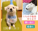 うちの子動画作ります 大切なワンちゃん、ねこちゃん想い出動画作りませんか イメージ1
