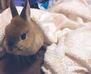 小動物関係の相談受けます 10年間動物看護師で働いてました♫ イメージ2