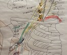 整形外科フリー素材提供します 骨,筋,靭帯描きます(脈管系も承ります) イメージ1